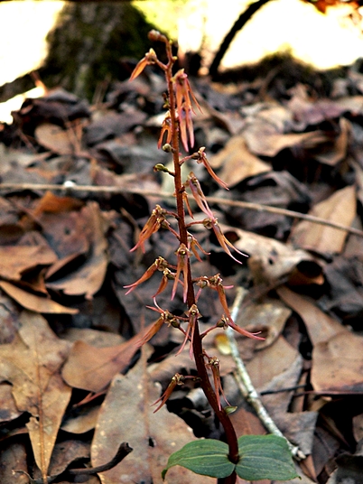 {Listera australis}